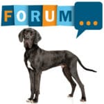 Dogge Forum - Fragen und Antworten zur Deutschen Dogge