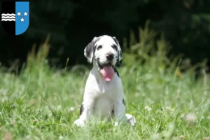 Mehr über den Artikel erfahren Dogge Züchter und Welpen in Aargau