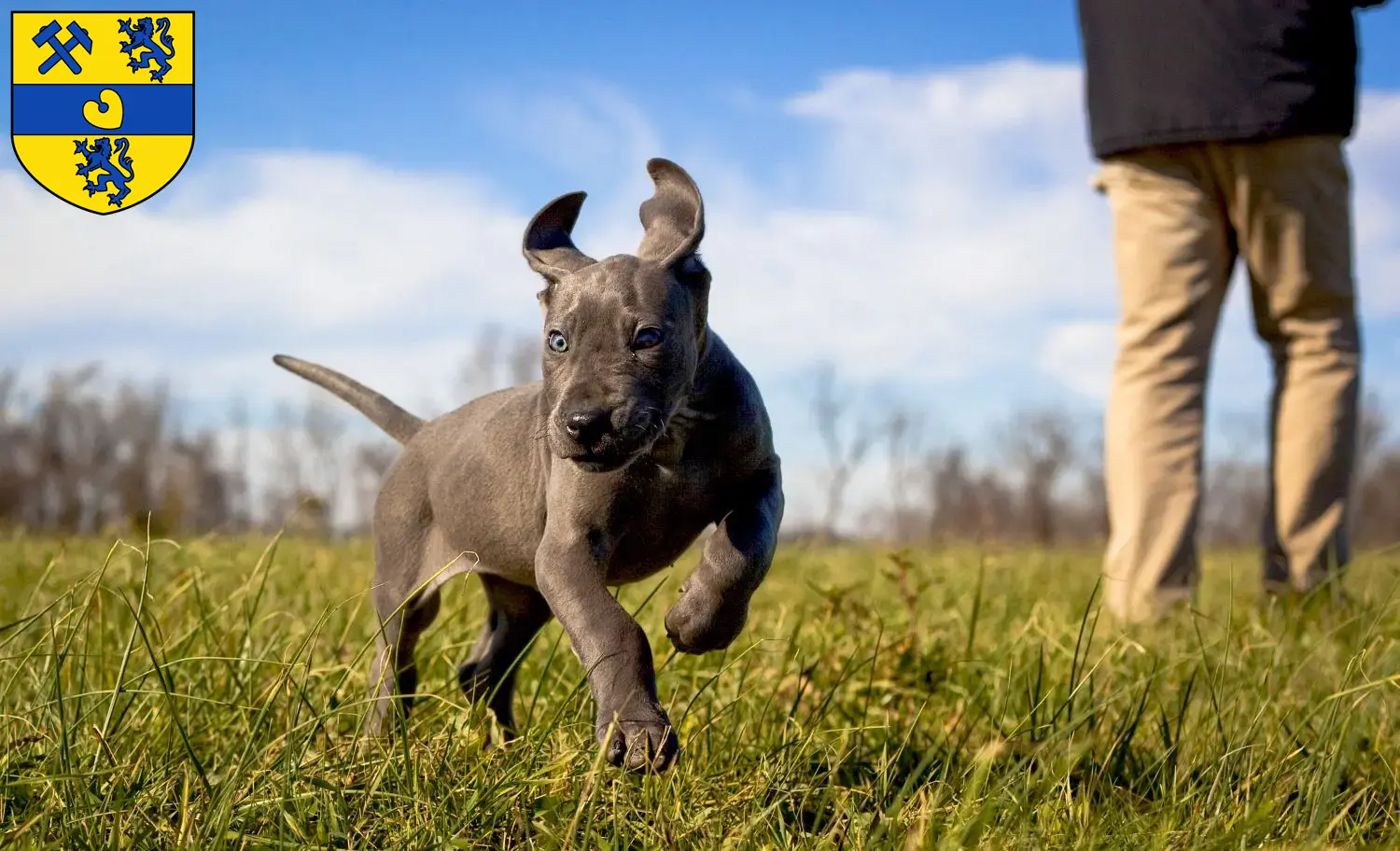 Mehr über den Artikel erfahren Dogge Züchter und Welpen in Alsdorf