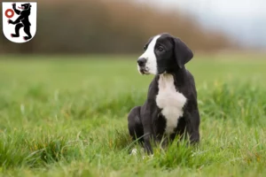 Mehr über den Artikel erfahren Dogge Züchter und Welpen in Appenzell