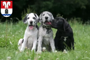 Mehr über den Artikel erfahren Dogge Züchter und Welpen in Bad Fallingbostel