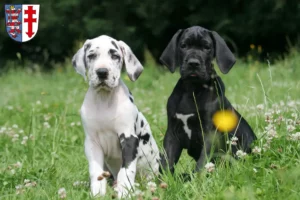 Mehr über den Artikel erfahren Dogge Züchter und Welpen in Bad Hersfeld