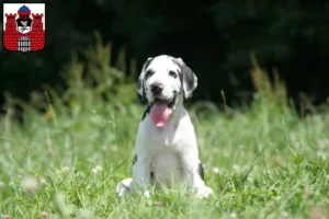 Mehr über den Artikel erfahren Dogge Züchter und Welpen in Bad Kissingen