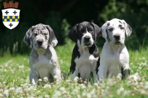 Mehr über den Artikel erfahren Dogge Züchter und Welpen in Bad Kreuznach