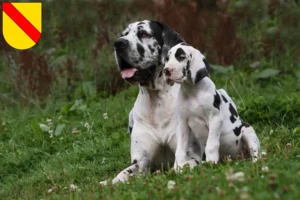 Mehr über den Artikel erfahren Dogge Züchter und Welpen in Baden