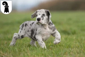 Mehr über den Artikel erfahren Dogge Züchter und Welpen in Basel