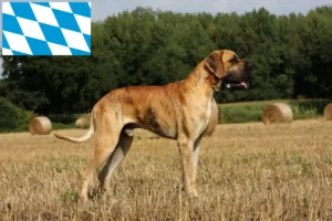 Mehr über den Artikel erfahren Dogge Züchter und Welpen in Bayern