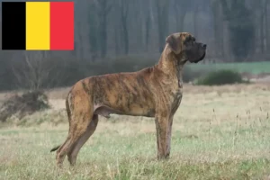 Mehr über den Artikel erfahren Dogge Züchter und Welpen in Belgien