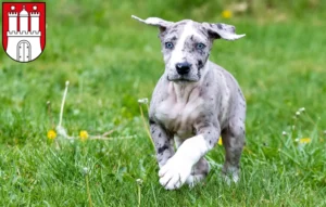 Mehr über den Artikel erfahren Dogge Züchter und Welpen in Bergedorf