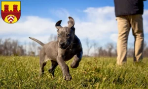 Mehr über den Artikel erfahren Dogge Züchter und Welpen in Bielefeld