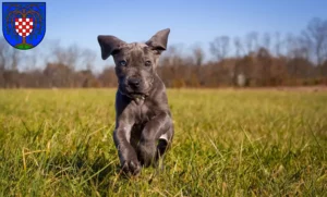 Mehr über den Artikel erfahren Dogge Züchter und Welpen in Birkenfeld (Nahe)