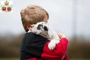 Mehr über den Artikel erfahren Dogge Züchter und Welpen in Brandenburg an der Havel