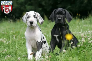 Mehr über den Artikel erfahren Dogge Züchter und Welpen in Cham (Oberpfalz)