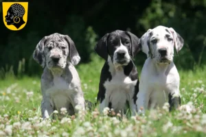 Mehr über den Artikel erfahren Dogge Züchter und Welpen in Coburg