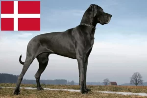 Mehr über den Artikel erfahren Dogge Züchter und Welpen in Dänemark