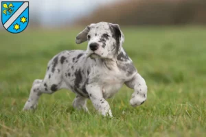 Mehr über den Artikel erfahren Dogge Züchter und Welpen in Dillingen an der Donau