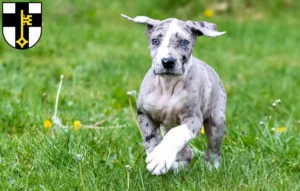 Mehr über den Artikel erfahren Dogge Züchter und Welpen in Dorsten