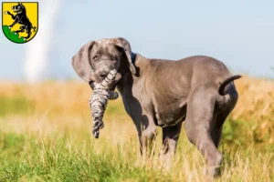 Mehr über den Artikel erfahren Dogge Züchter und Welpen in Ebersberg