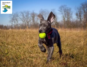 Mehr über den Artikel erfahren Dogge Züchter und Welpen in der Eifel