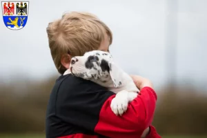 Mehr über den Artikel erfahren Dogge Züchter und Welpen in Erlangen