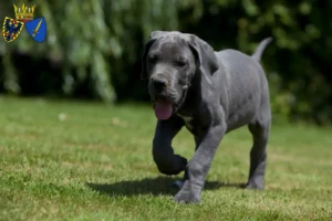 Mehr über den Artikel erfahren Dogge Züchter und Welpen in Essen