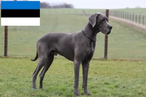 Mehr über den Artikel erfahren Dogge Züchter und Welpen in Estland