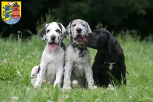 Mehr über den Artikel erfahren Dogge Züchter und Welpen in Flensburg