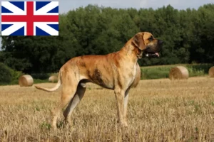 Mehr über den Artikel erfahren Dogge Züchter und Welpen in Großbritannien