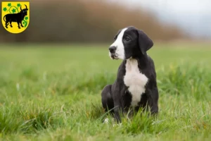 Mehr über den Artikel erfahren Dogge Züchter und Welpen in Güstrow