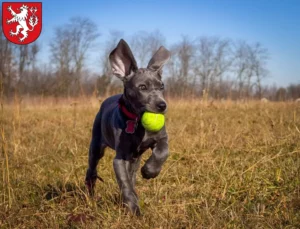 Mehr über den Artikel erfahren Dogge Züchter und Welpen in Heinsberg