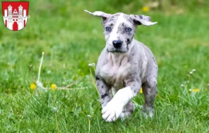 Mehr über den Artikel erfahren Dogge Züchter und Welpen in Höxter