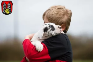 Mehr über den Artikel erfahren Dogge Züchter und Welpen in Hof (Saale)