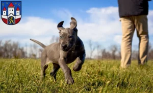 Mehr über den Artikel erfahren Dogge Züchter und Welpen in Jever