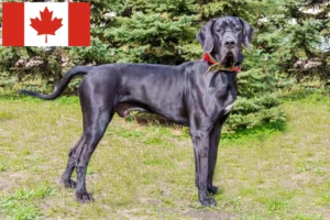 Mehr über den Artikel erfahren Dogge Züchter und Welpen in Kanada