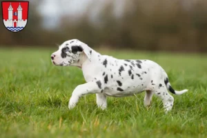 Mehr über den Artikel erfahren Dogge Züchter und Welpen in Kelheim