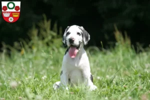 Mehr über den Artikel erfahren Dogge Züchter und Welpen in Kronach