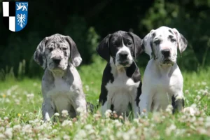 Mehr über den Artikel erfahren Dogge Züchter und Welpen in Kulmbach