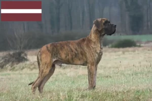 Mehr über den Artikel erfahren Dogge Züchter und Welpen in Lettland