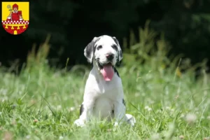 Mehr über den Artikel erfahren Dogge Züchter und Welpen in Lüdenscheid