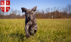 Mehr über den Artikel erfahren Dogge Züchter und Welpen in Lugano