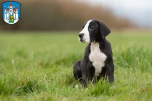 Mehr über den Artikel erfahren Dogge Züchter und Welpen in Meiningen