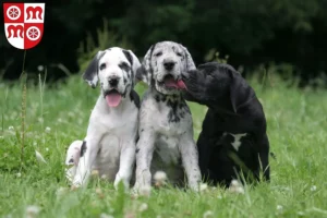 Mehr über den Artikel erfahren Dogge Züchter und Welpen in Miltenberg