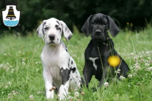 Mehr über den Artikel erfahren Dogge Züchter und Welpen in Mindelheim