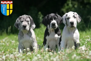 Mehr über den Artikel erfahren Dogge Züchter und Welpen in Mönchengladbach