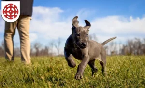 Mehr über den Artikel erfahren Dogge Züchter und Welpen in Mühldorf am Inn