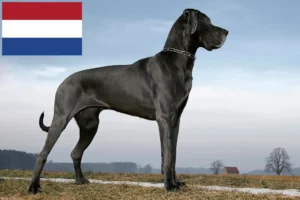 Mehr über den Artikel erfahren Dogge Züchter und Welpen in den Niederlanden