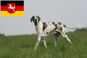 Mehr über den Artikel erfahren Dogge Züchter und Welpen in Niedersachsen