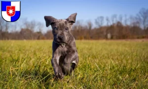 Mehr über den Artikel erfahren Dogge Züchter und Welpen in Norderstedt