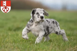 Mehr über den Artikel erfahren Dogge Züchter und Welpen in Obwalden