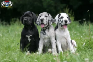 Mehr über den Artikel erfahren Dogge Züchter und Welpen in Osterholz-Scharmbeck